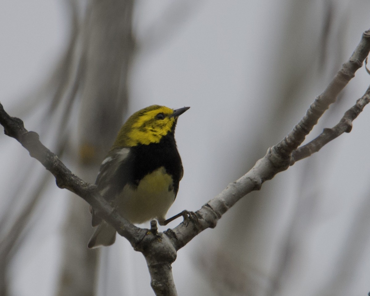 Black-throated Green Warbler - Larry Waddell