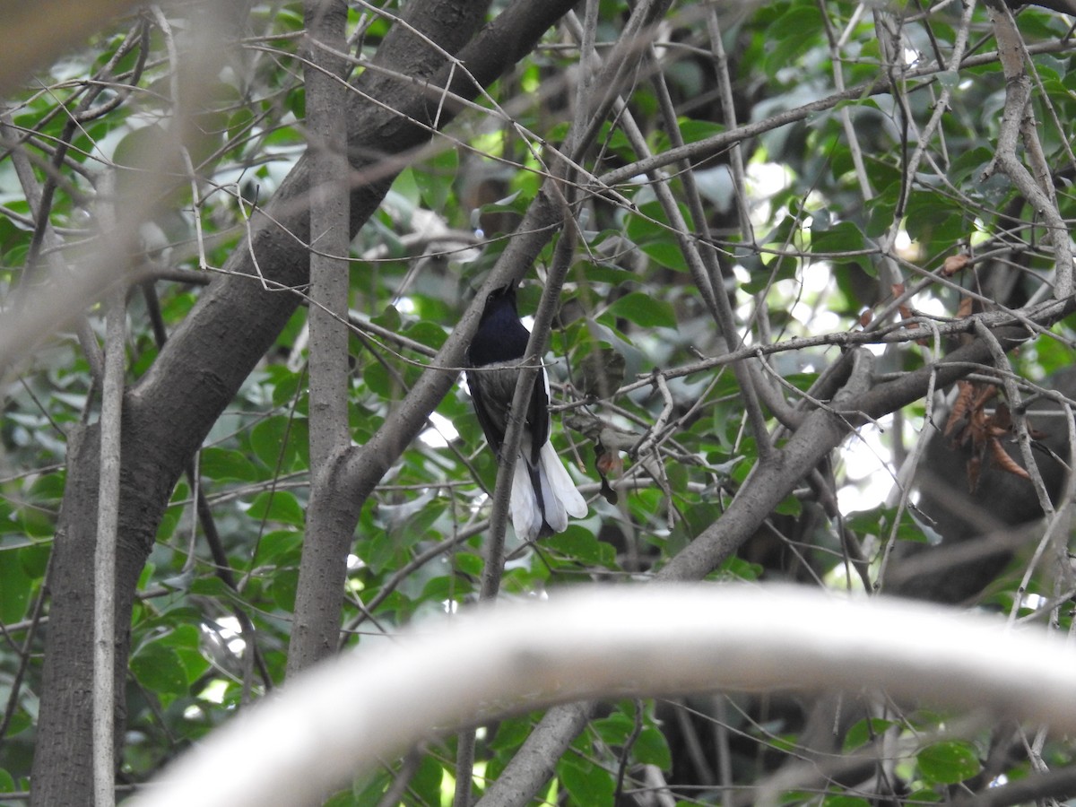 Oriental Magpie-Robin - Oliver Tan