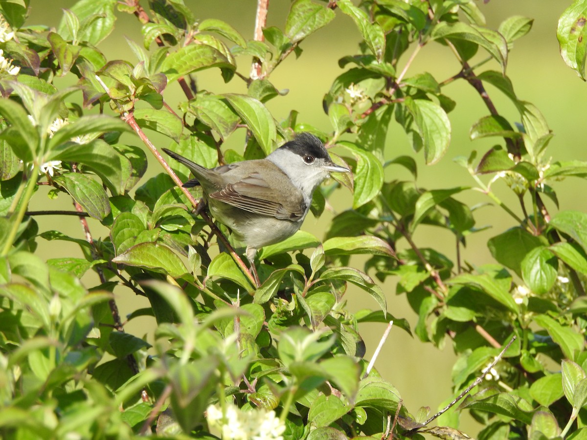 Eurasian Blackcap - Rosario Mendoza