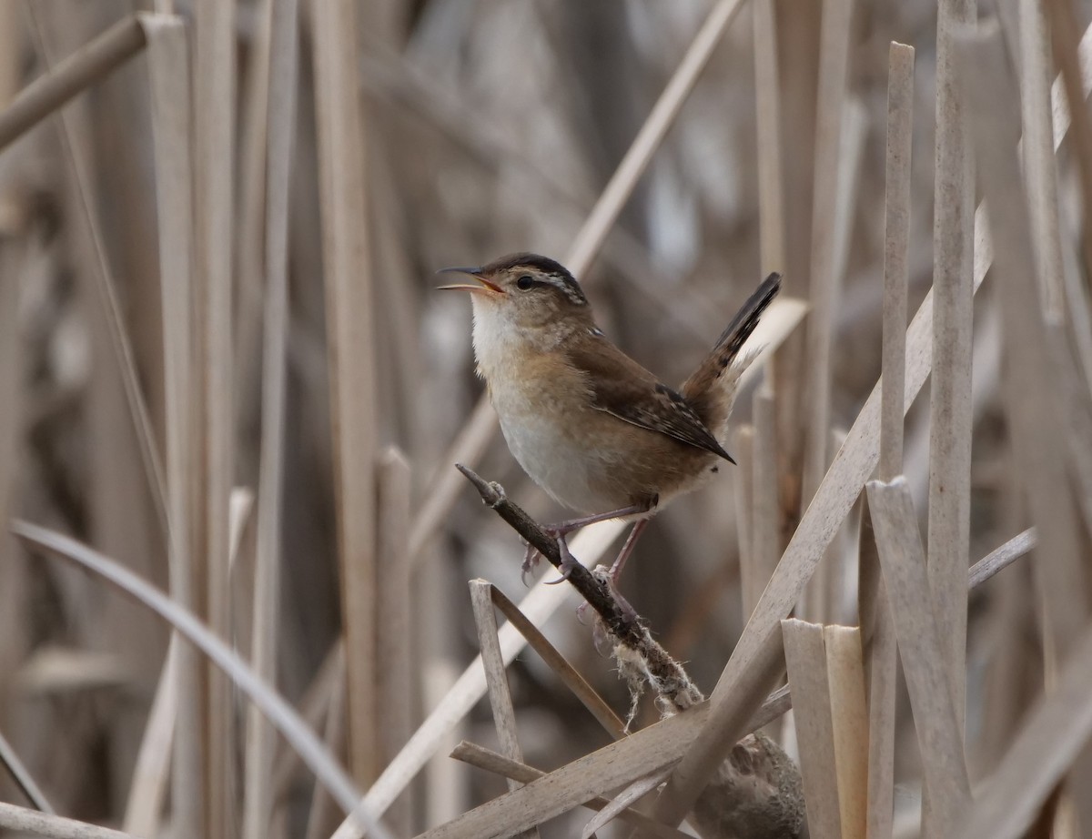 Marsh Wren - Richard Pariseau