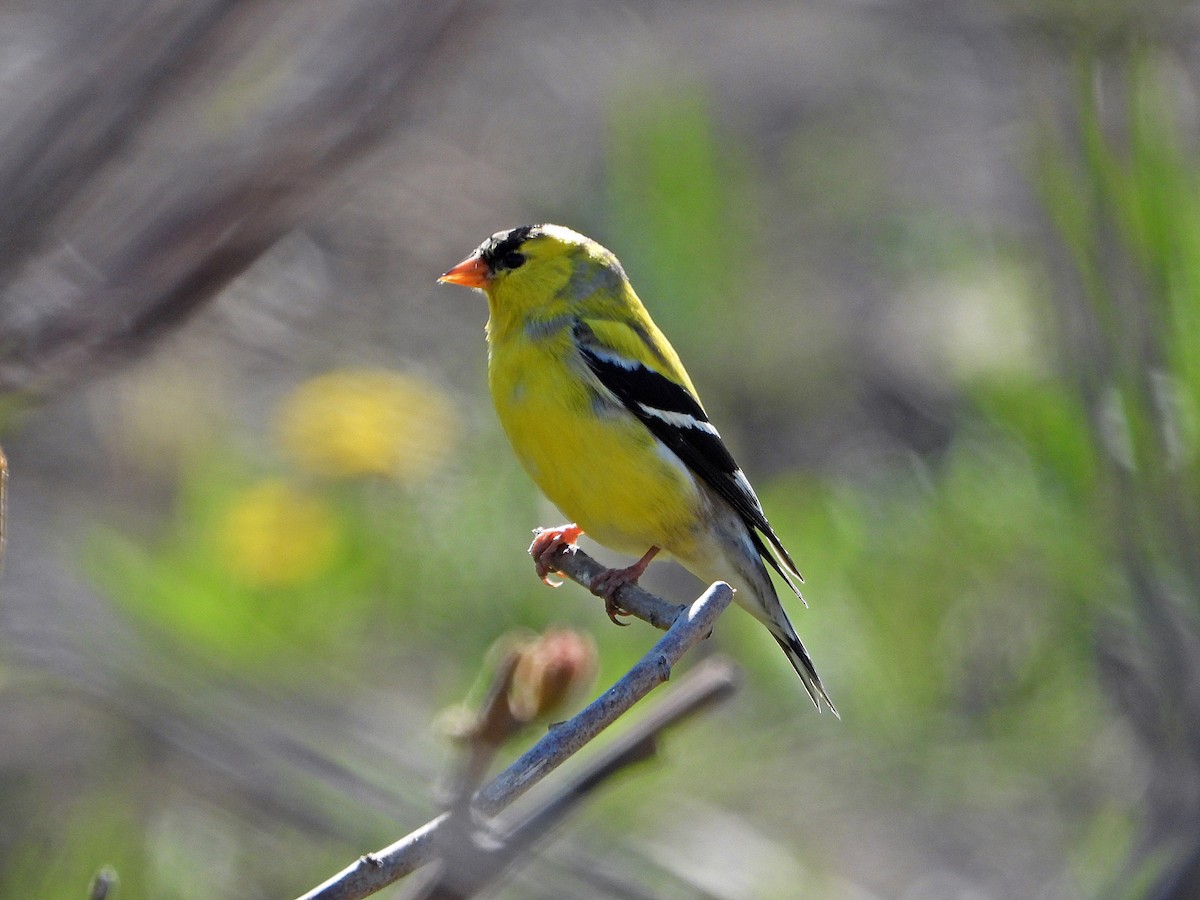 American Goldfinch - Pauline Binetruy