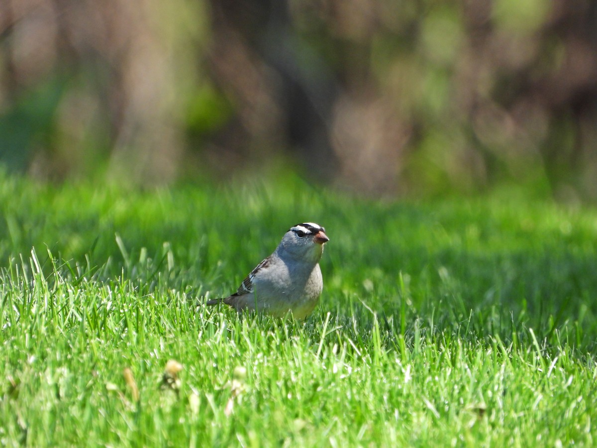 White-crowned Sparrow - Pauline Binetruy