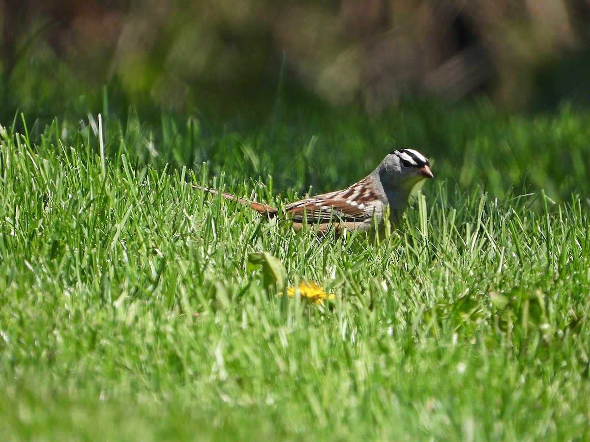 White-crowned Sparrow - Pauline Binetruy