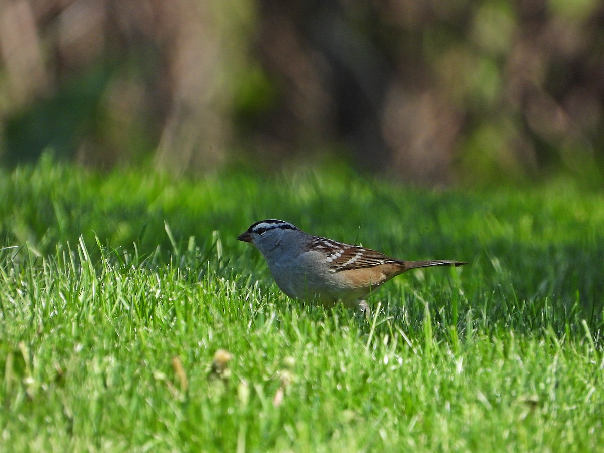 White-crowned Sparrow - Pauline Binetruy