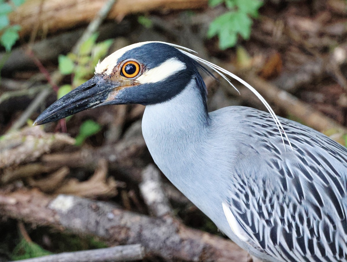 Yellow-crowned Night Heron - ML618887933