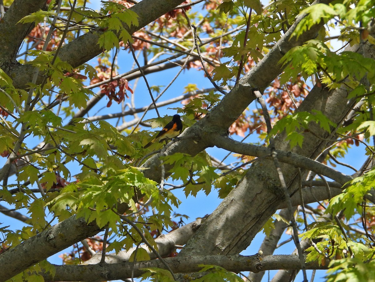 American Redstart - Pauline Binetruy