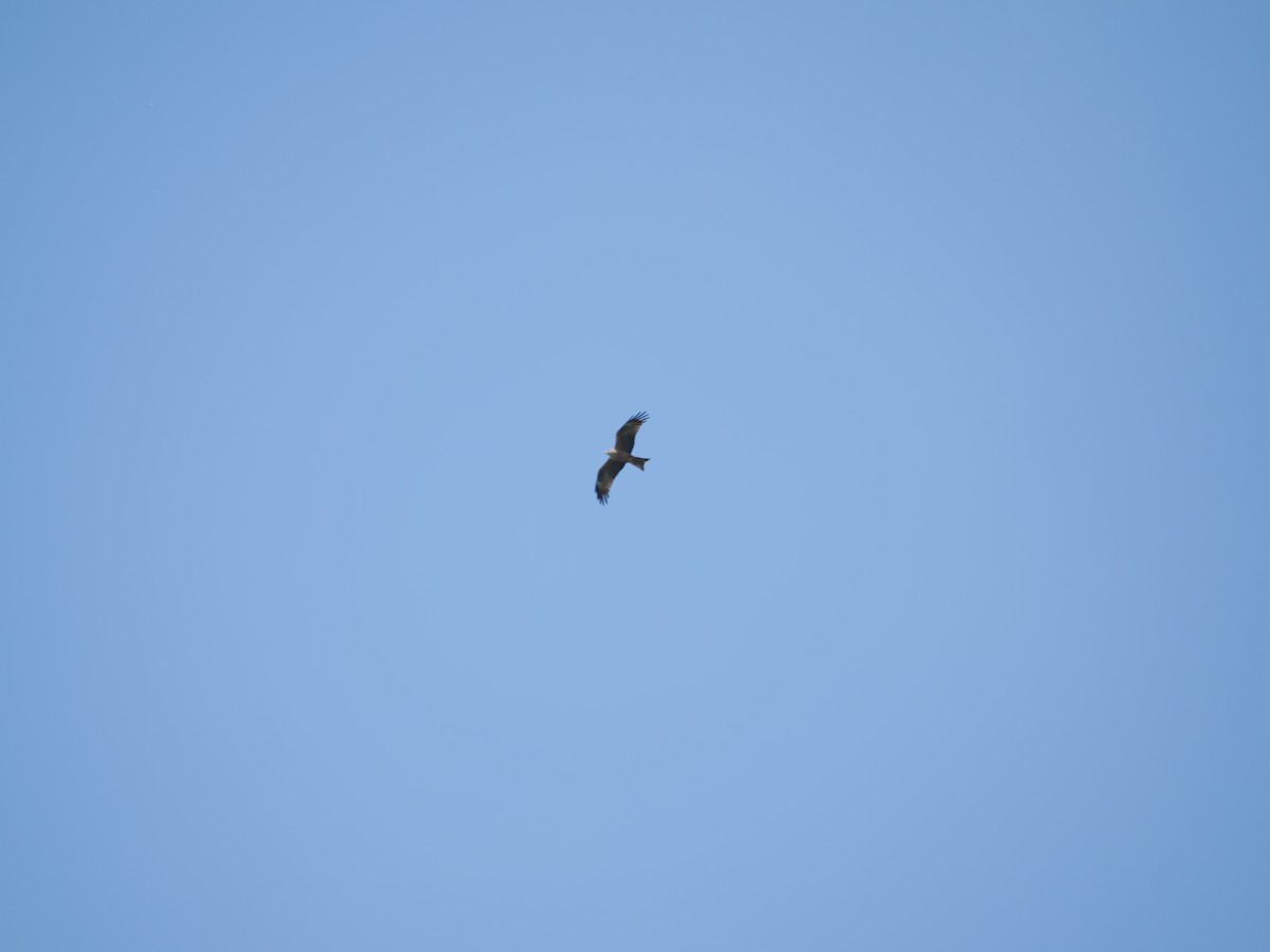 Black Kite - ML618887955