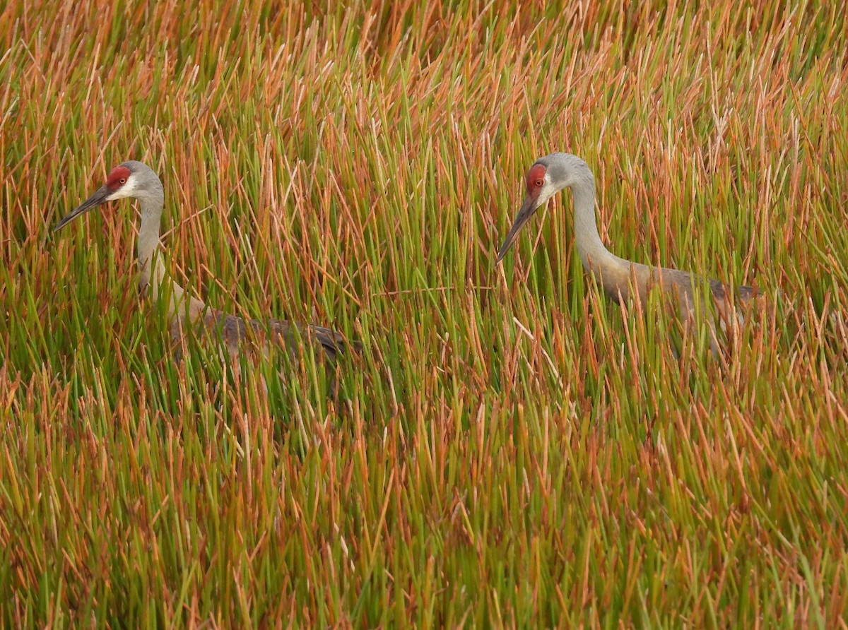 Sandhill Crane (pratensis) - Christine Rowland