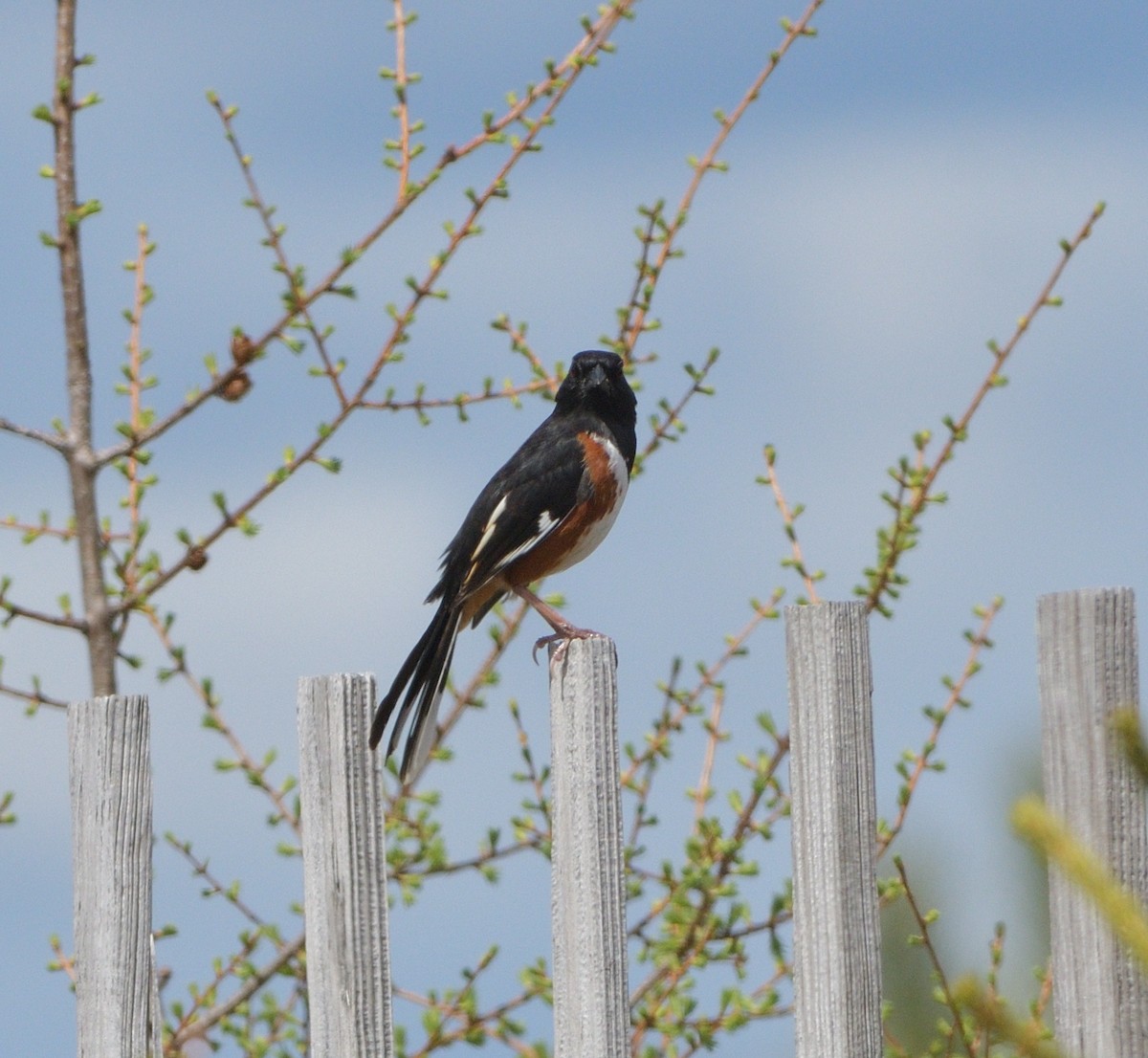 Eastern Towhee - Woody Gillies