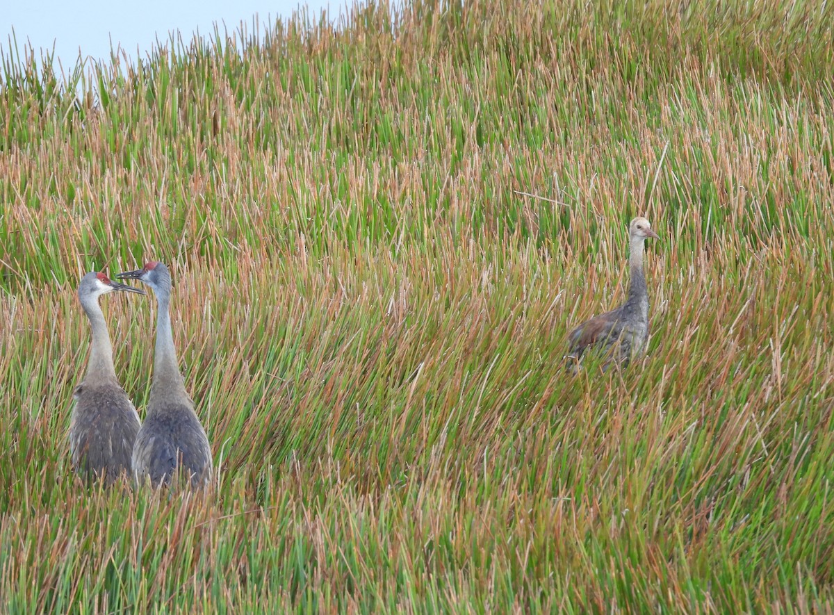 Sandhill Crane (pratensis) - Christine Rowland