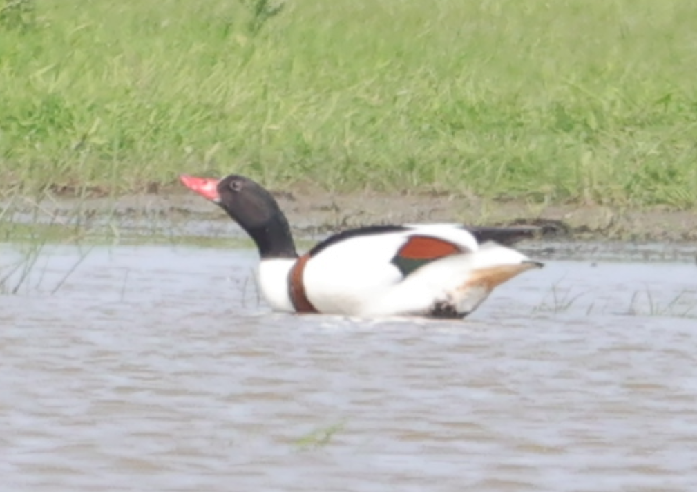 Common Shelduck - ML618887980