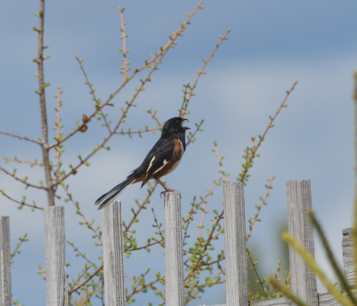 Eastern Towhee - Woody Gillies