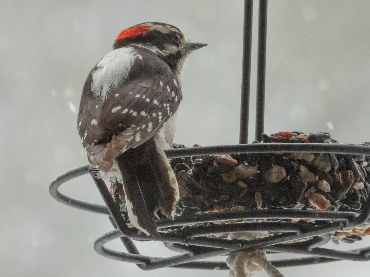 Downy Woodpecker - Ann Larson