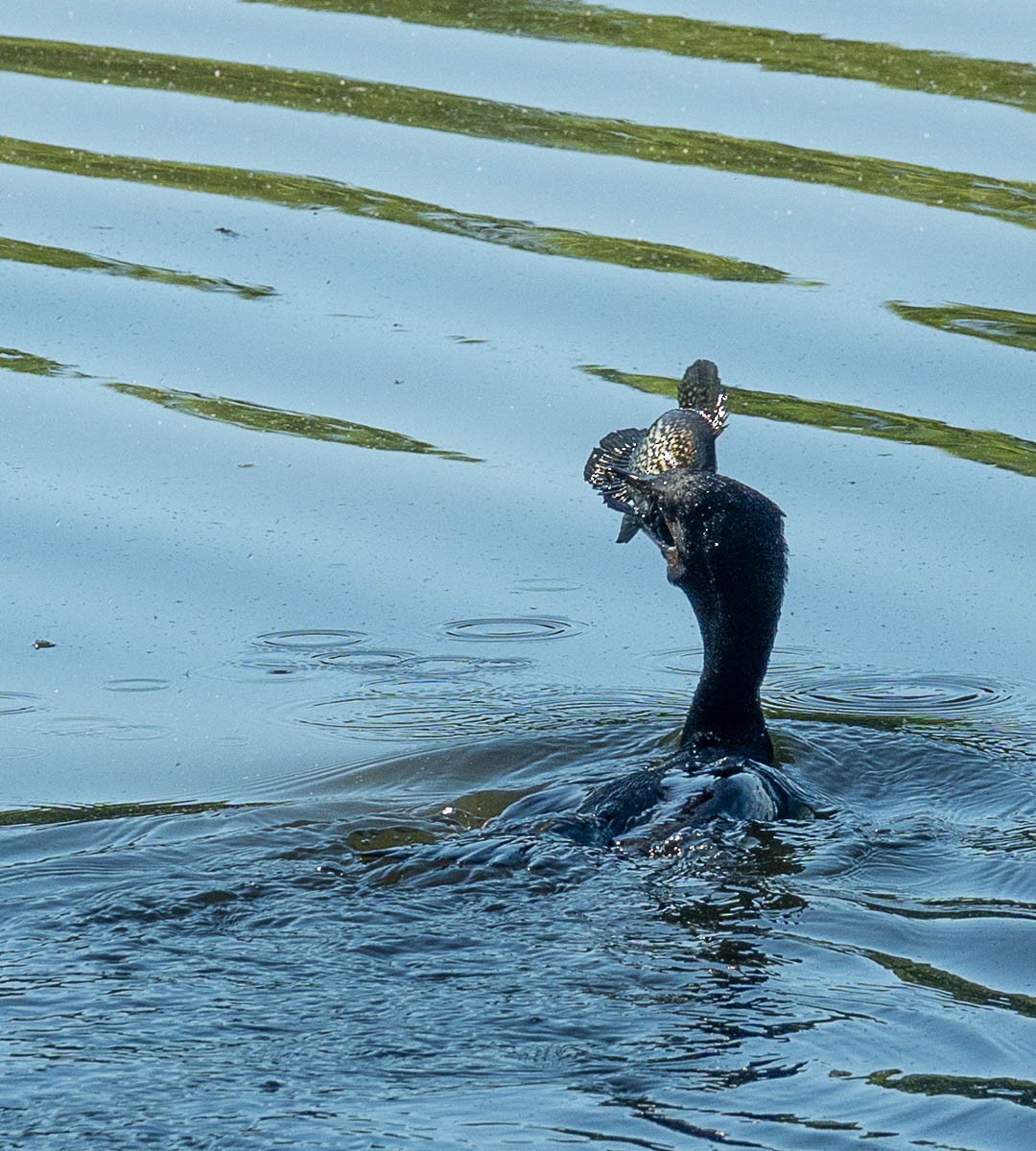 Double-crested Cormorant - ML618887993