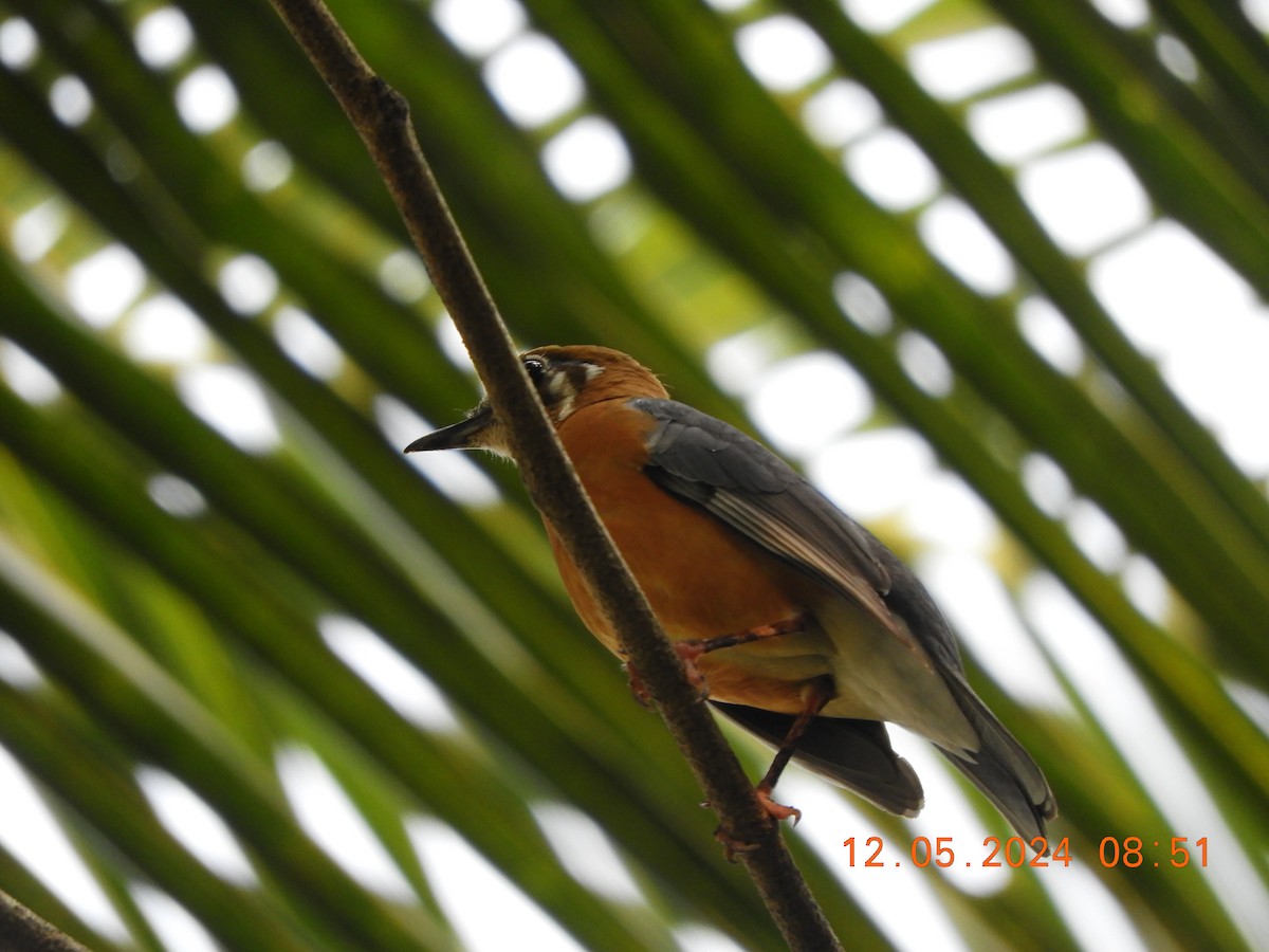 Orange-headed Thrush - HARIHARAN T V