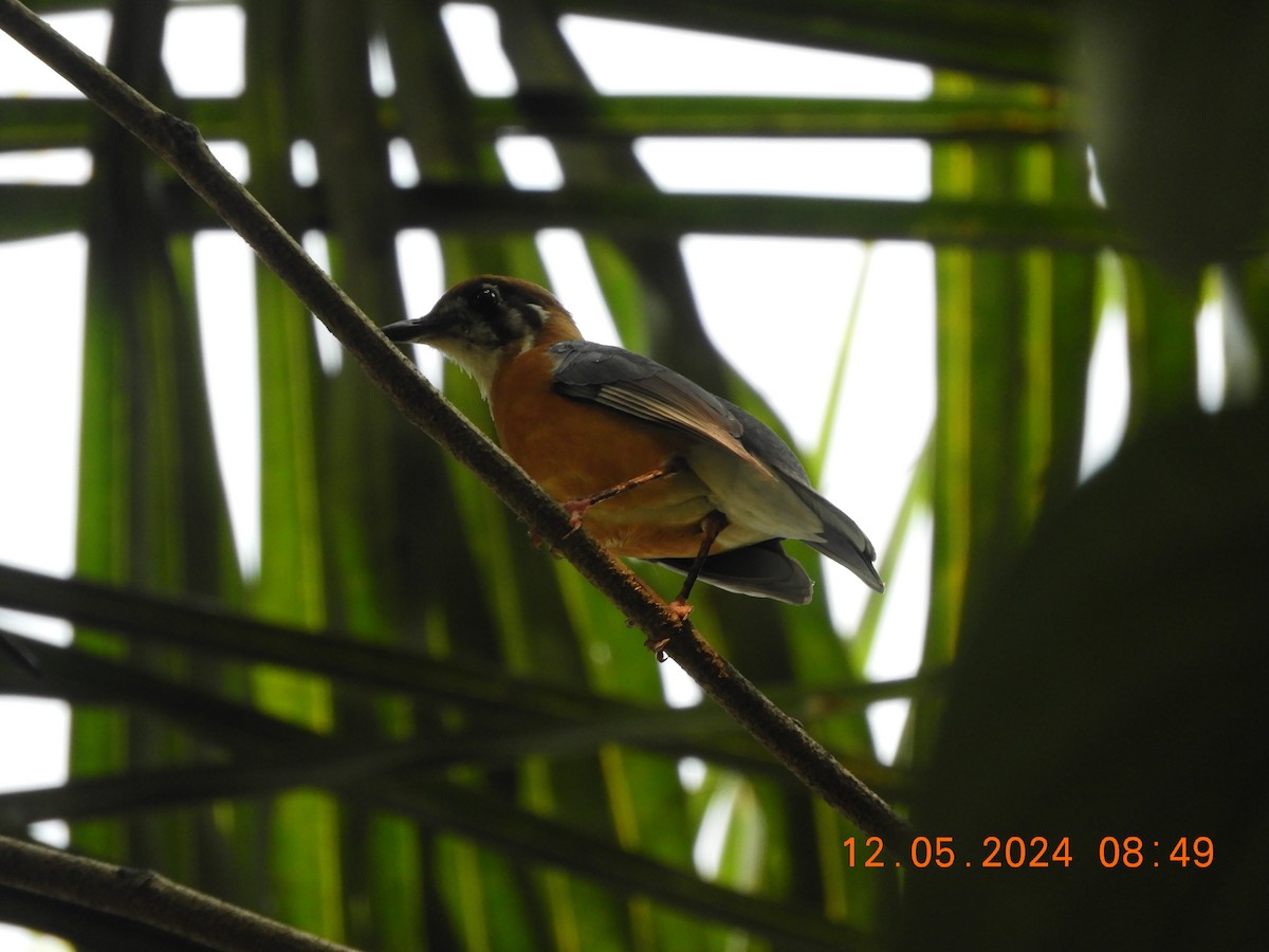 Orange-headed Thrush - HARIHARAN T V