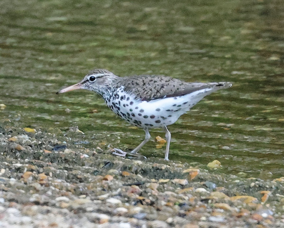 Spotted Sandpiper - ML618888005