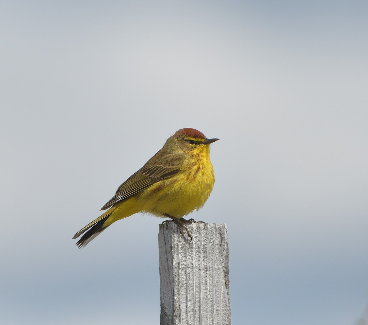 Palm Warbler (Yellow) - Woody Gillies