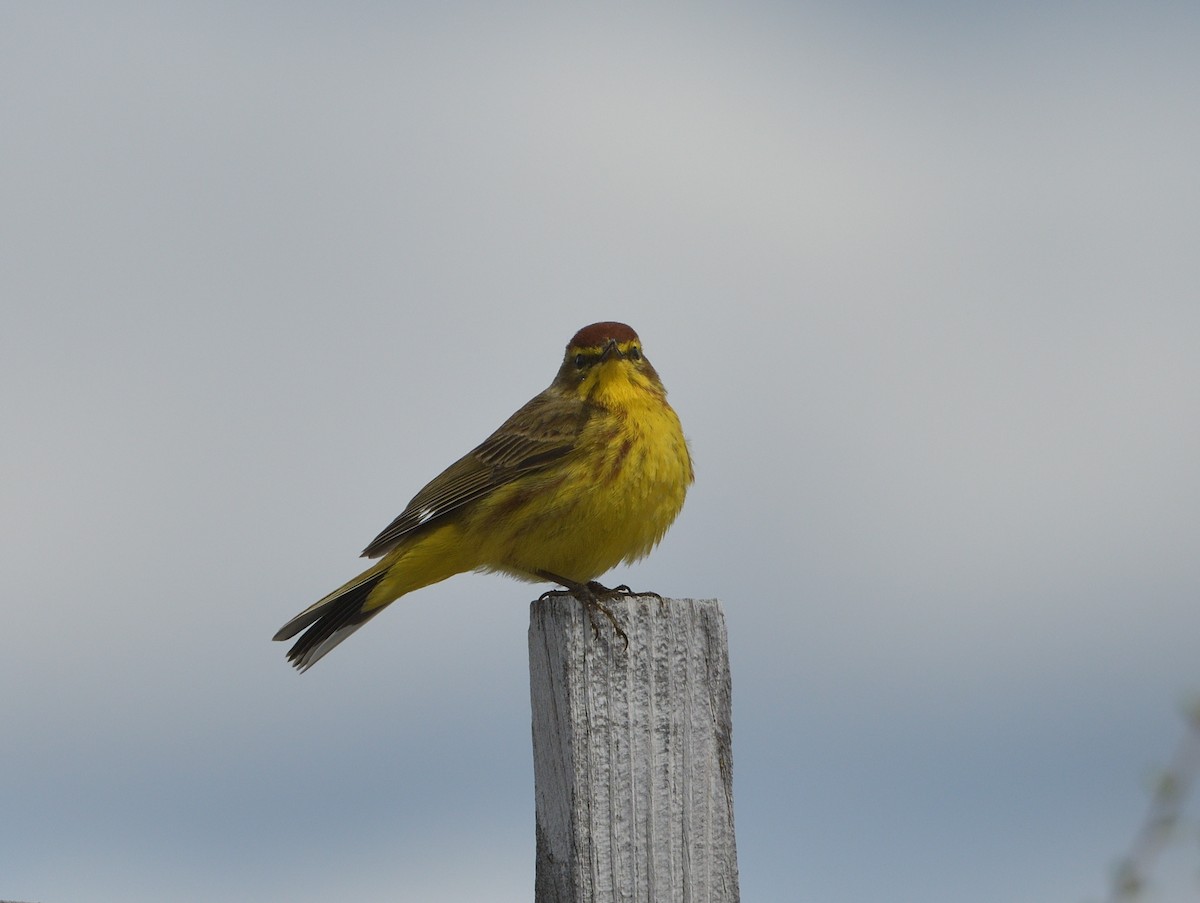 Palm Warbler (Yellow) - Woody Gillies