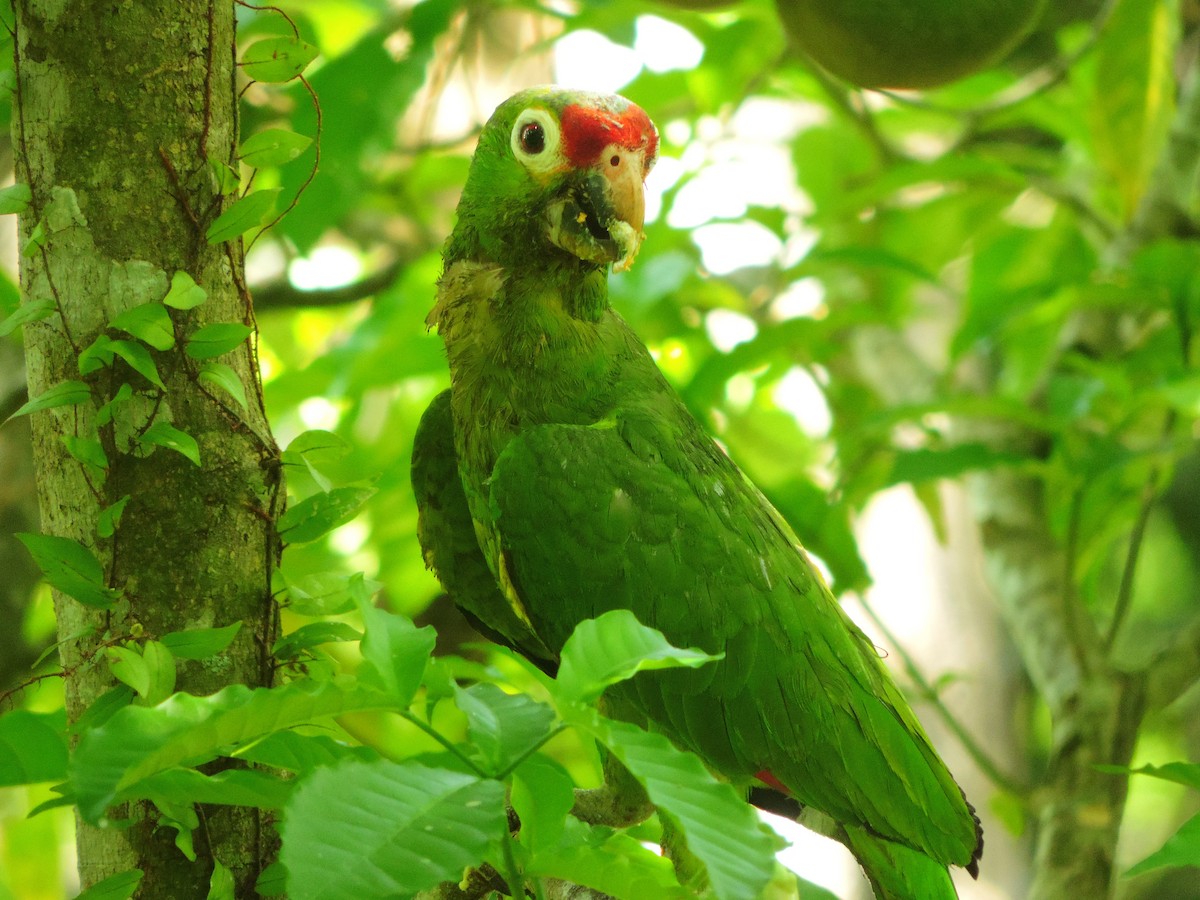 Red-lored Parrot (Red-lored) - Karen Bradbeer