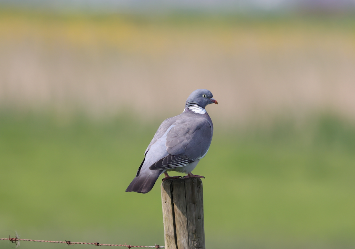 Common Wood-Pigeon - ML618888019