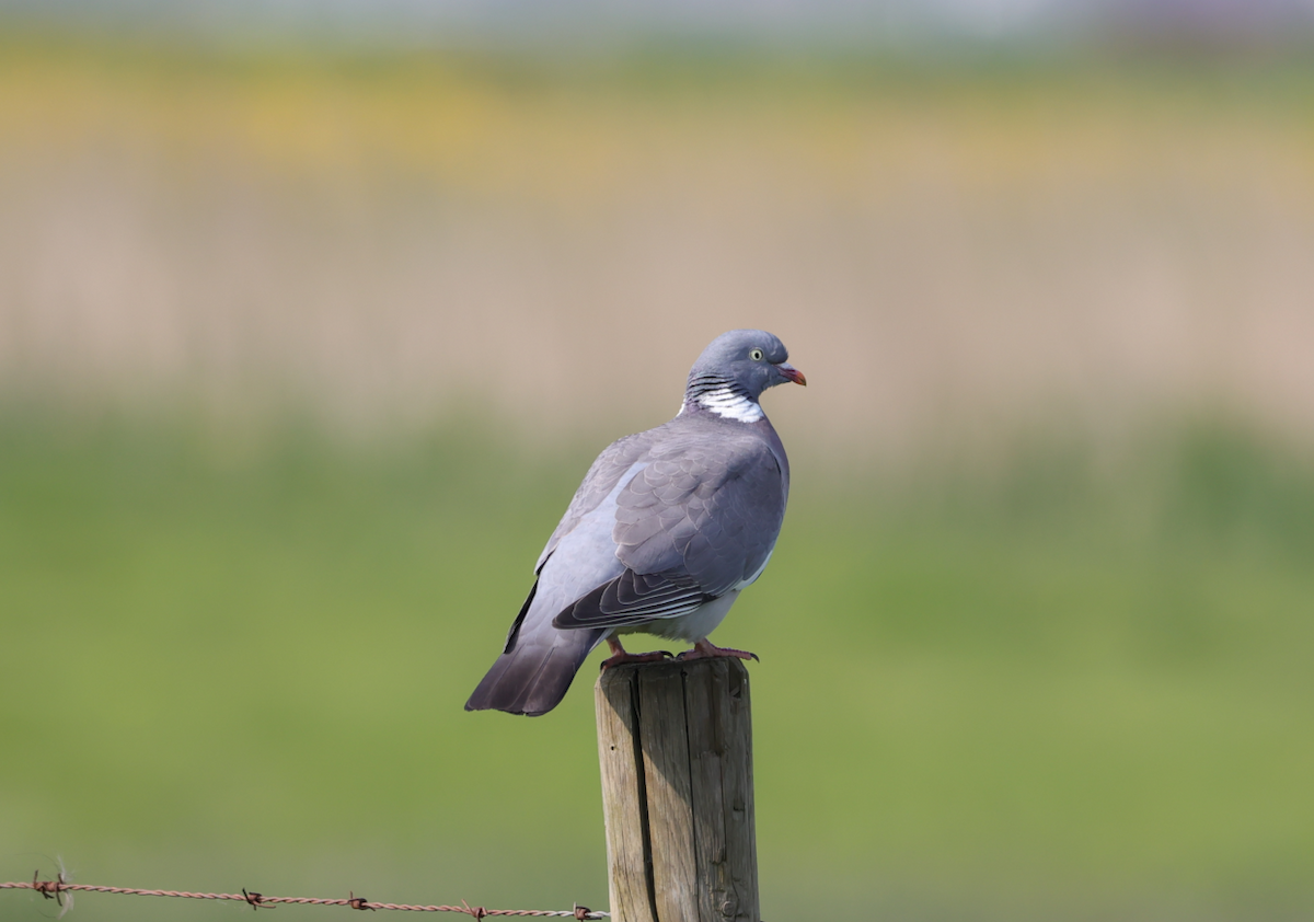 Common Wood-Pigeon - Sandeep Channappa