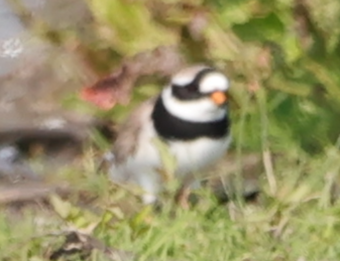 Common Ringed Plover - ML618888035