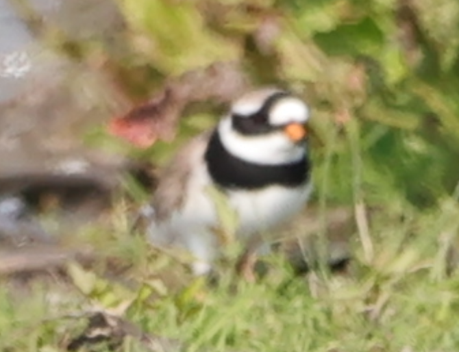 Common Ringed Plover - Sandeep Channappa