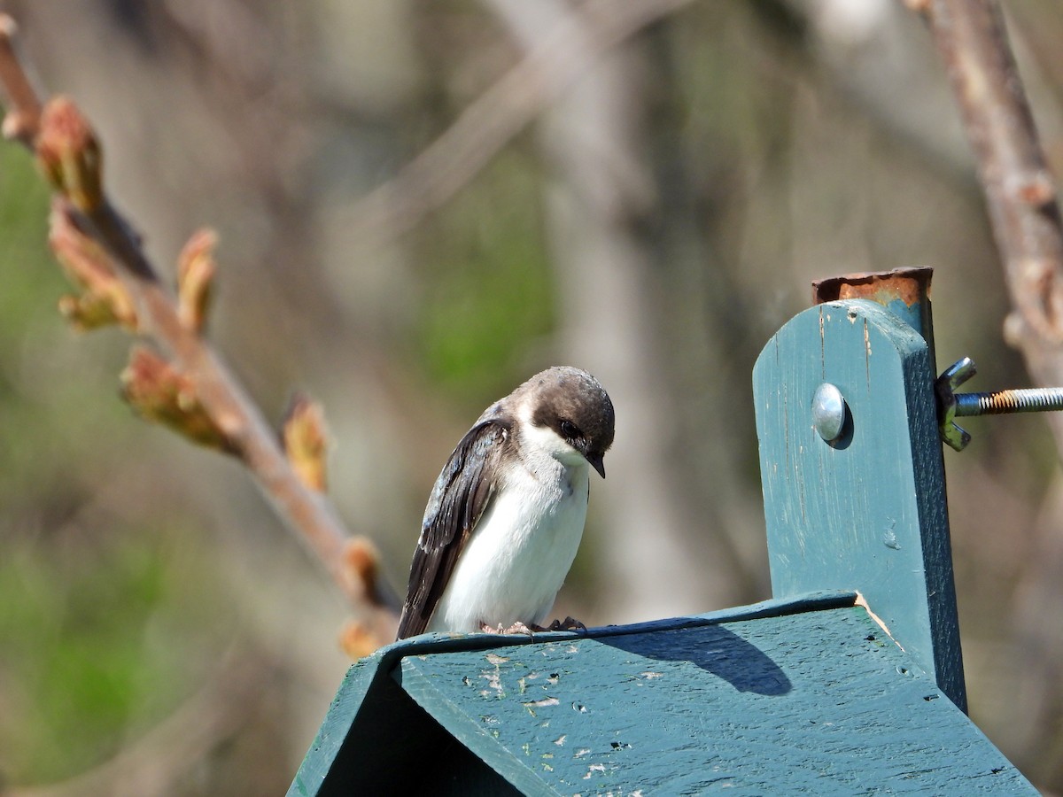 Golondrina Bicolor - ML618888048