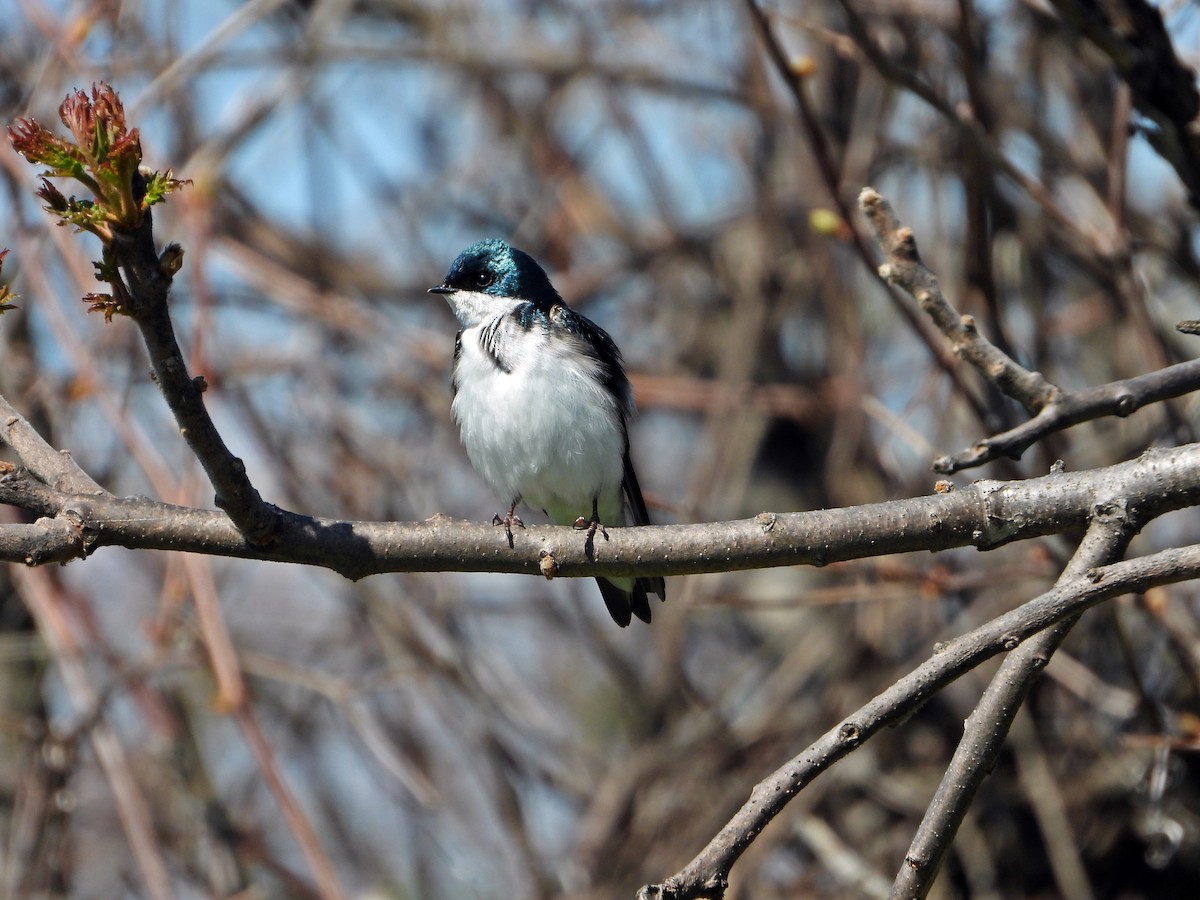 Tree Swallow - ML618888051