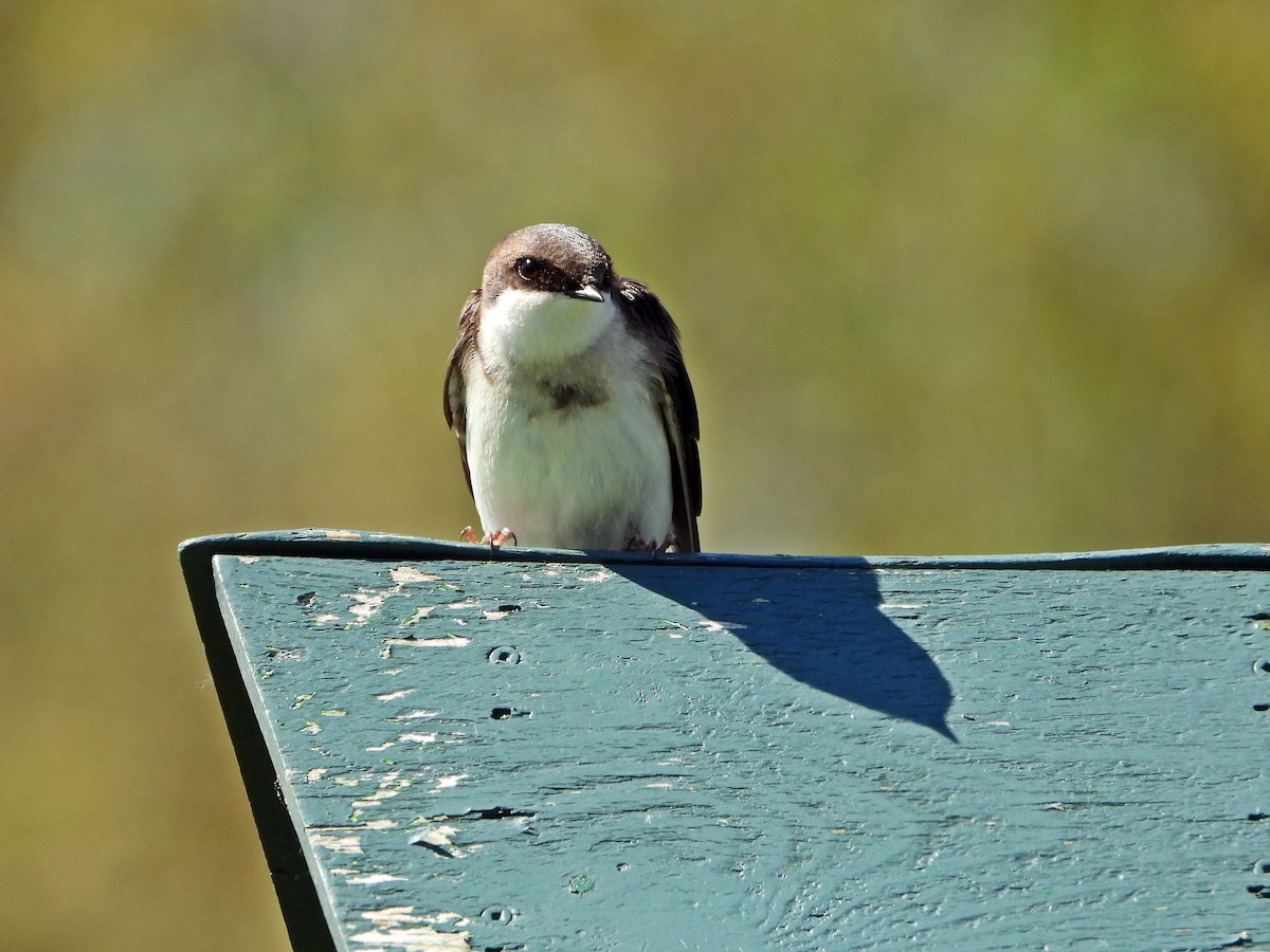 Tree Swallow - Pauline Binetruy