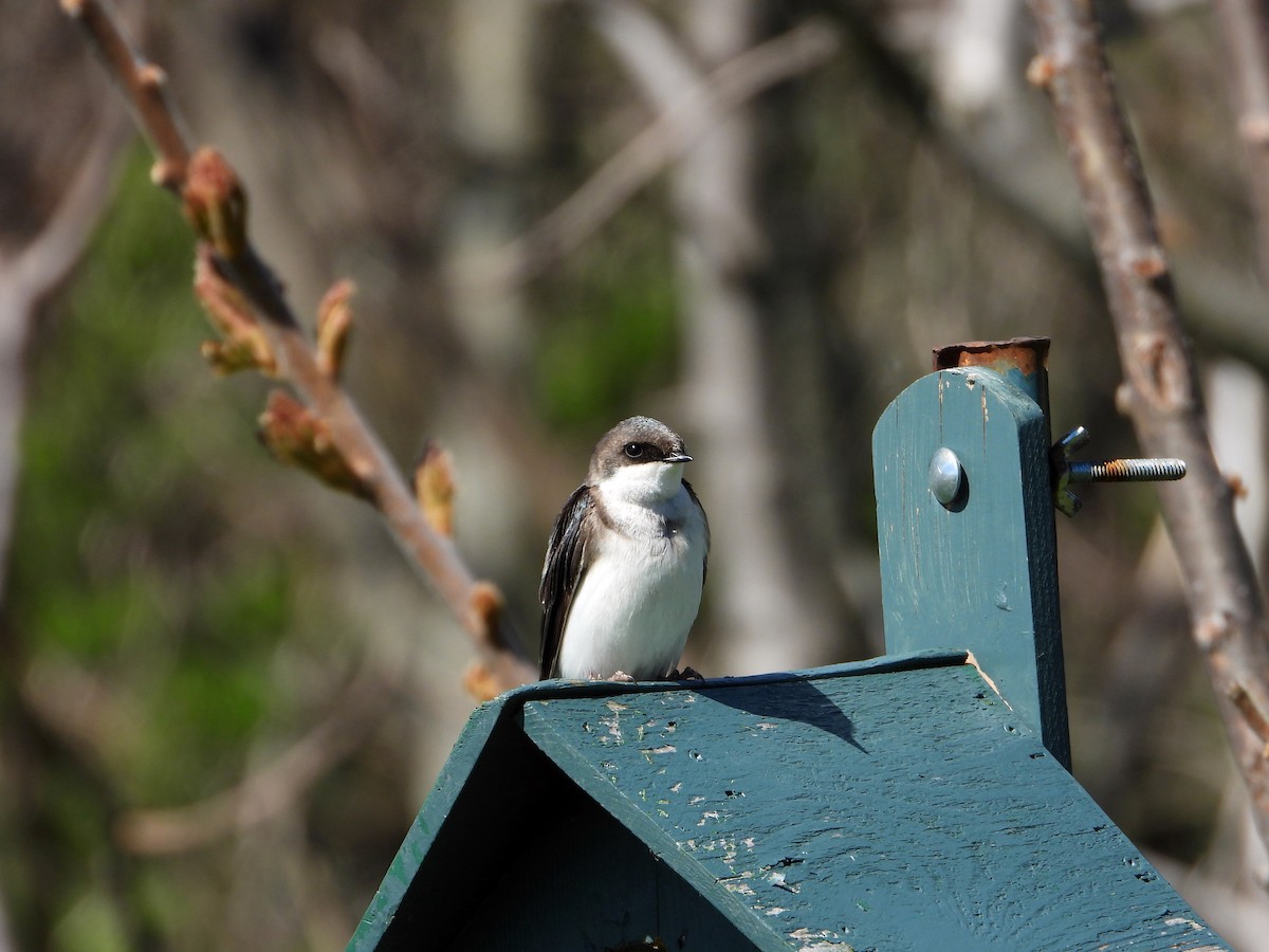 Tree Swallow - ML618888054