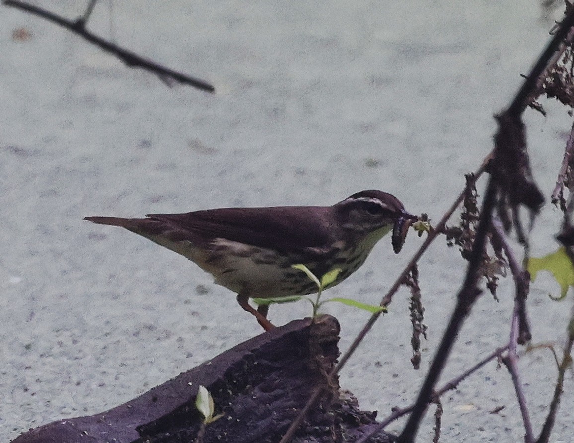 Louisiana Waterthrush - ML618888055