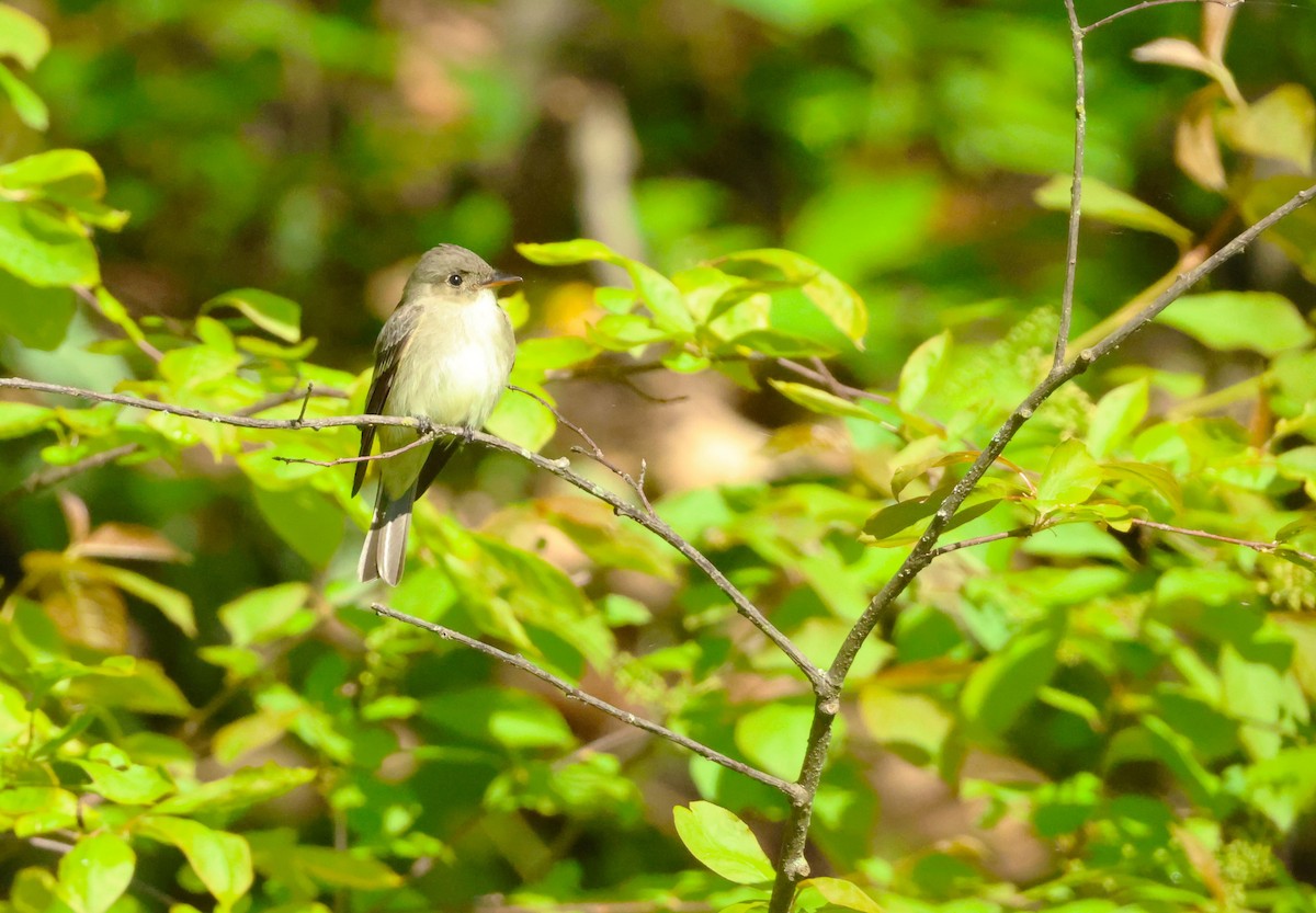 Eastern Wood-Pewee - Colette and Kris Jungbluth