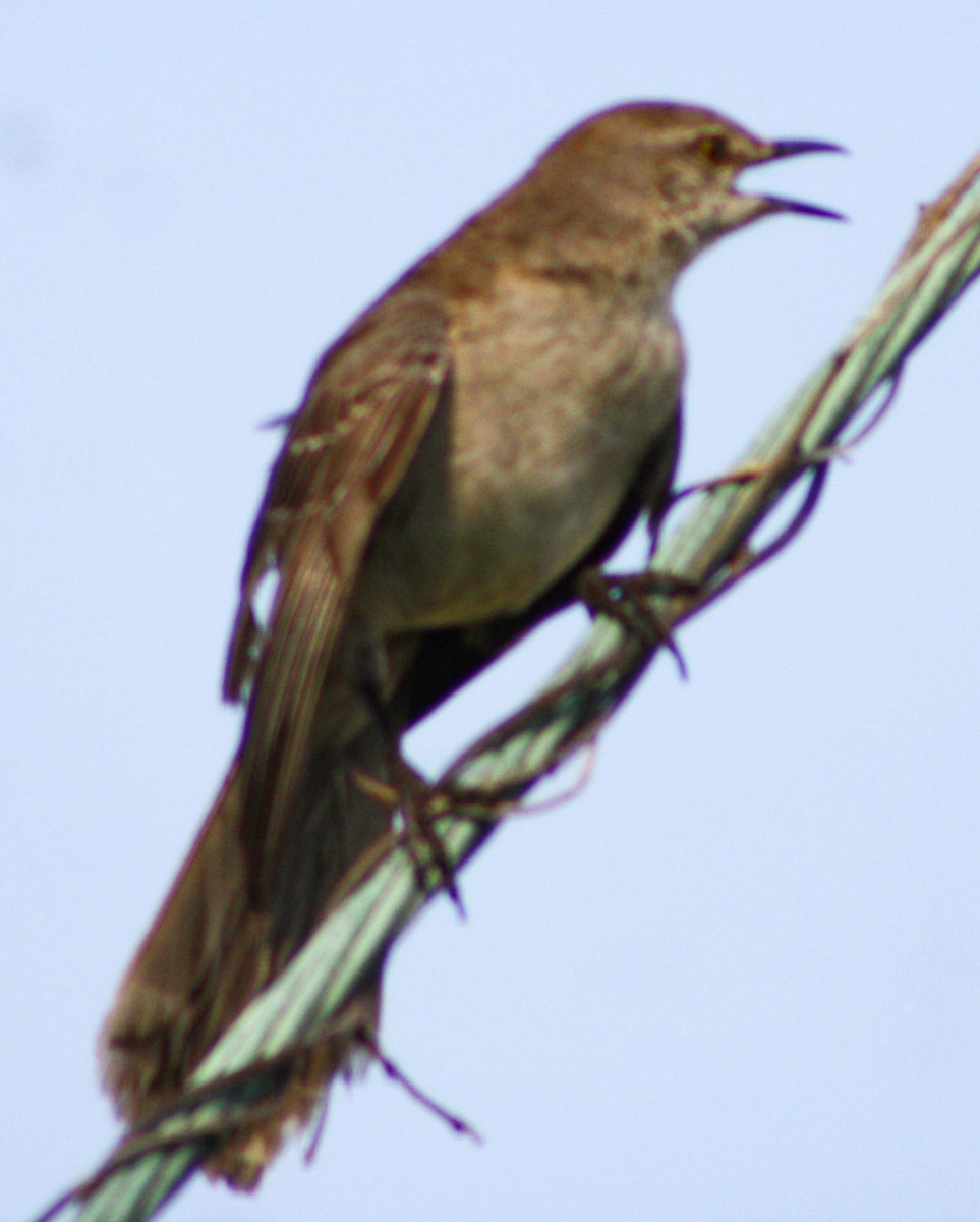 Bahama Mockingbird - Serguei Alexander López Perez