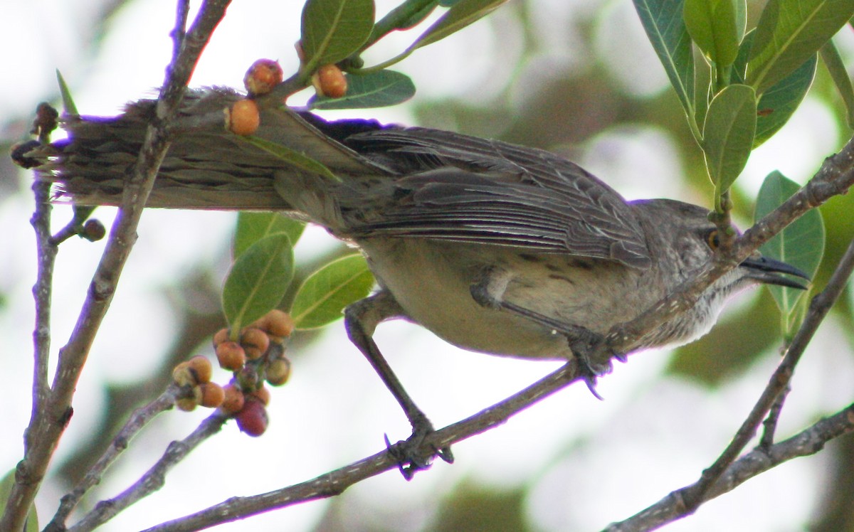 Bahama Mockingbird - Serguei Alexander López Perez