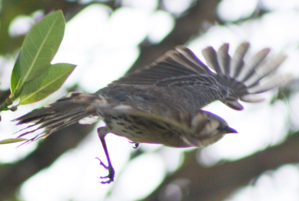 Bahama Mockingbird - Serguei Alexander López Perez