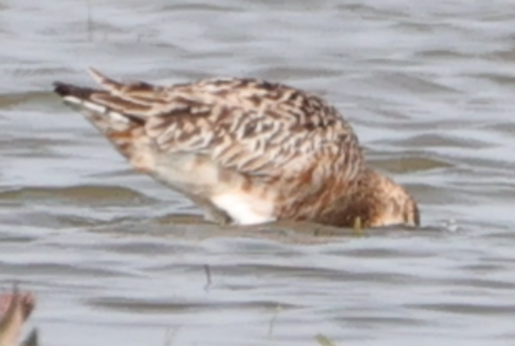 Bar-tailed Godwit - Sandeep Channappa