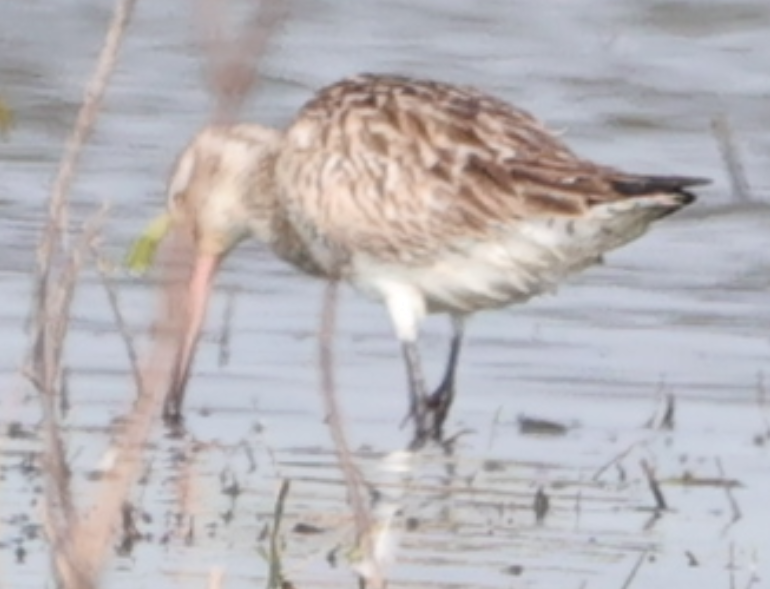 Bar-tailed Godwit - ML618888075