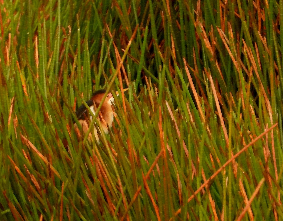 Least Bittern - Christine Rowland