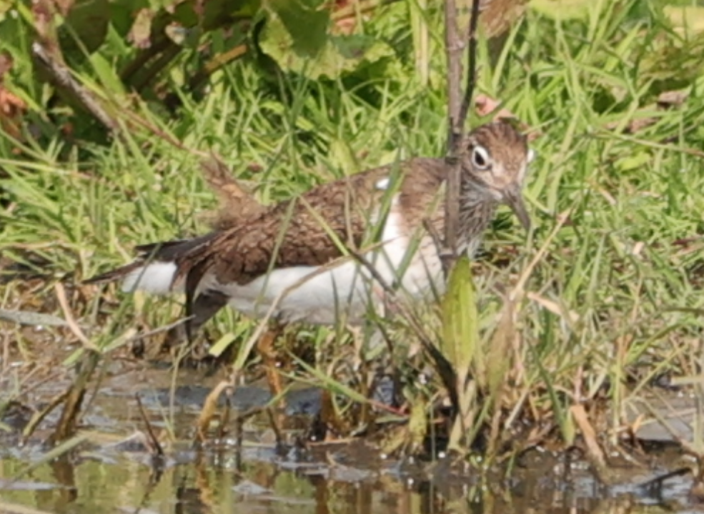 Common Sandpiper - ML618888084