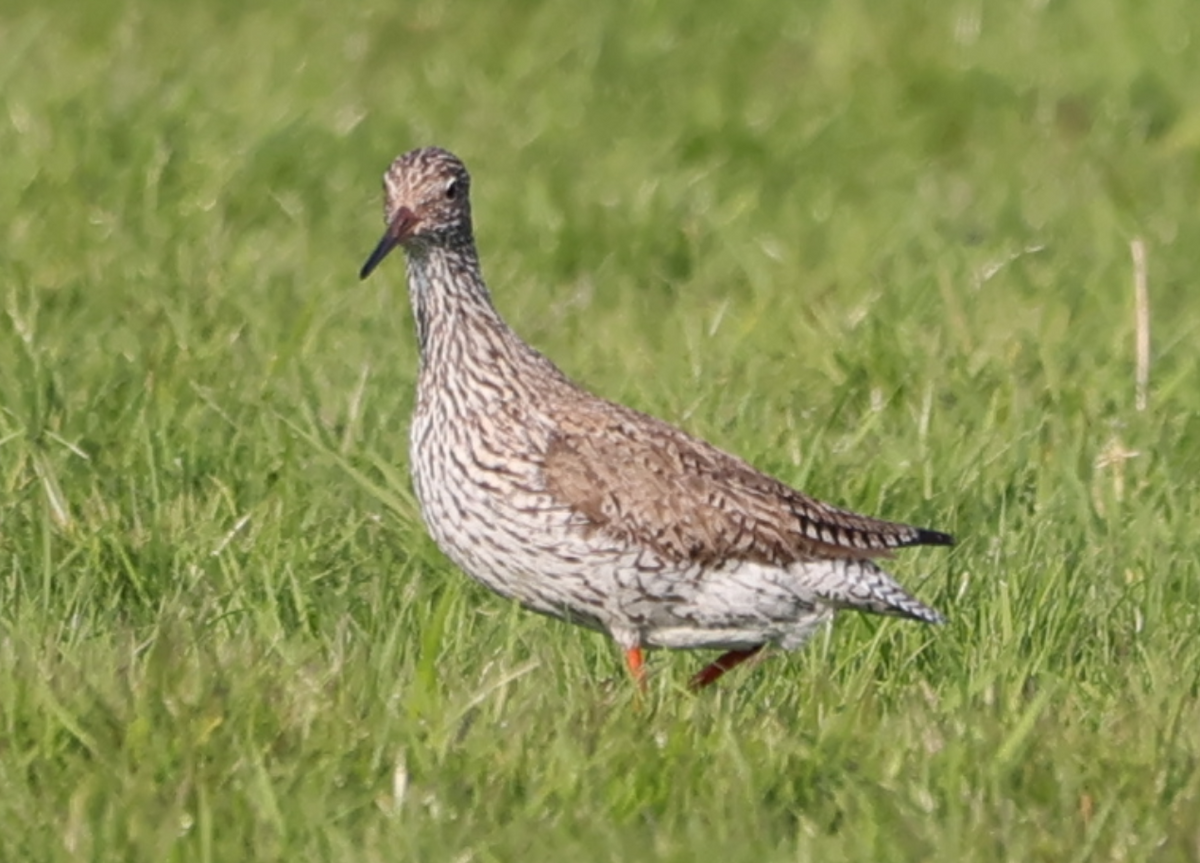 Common Redshank - ML618888100