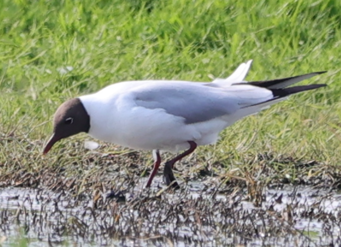 Black-headed Gull - ML618888109