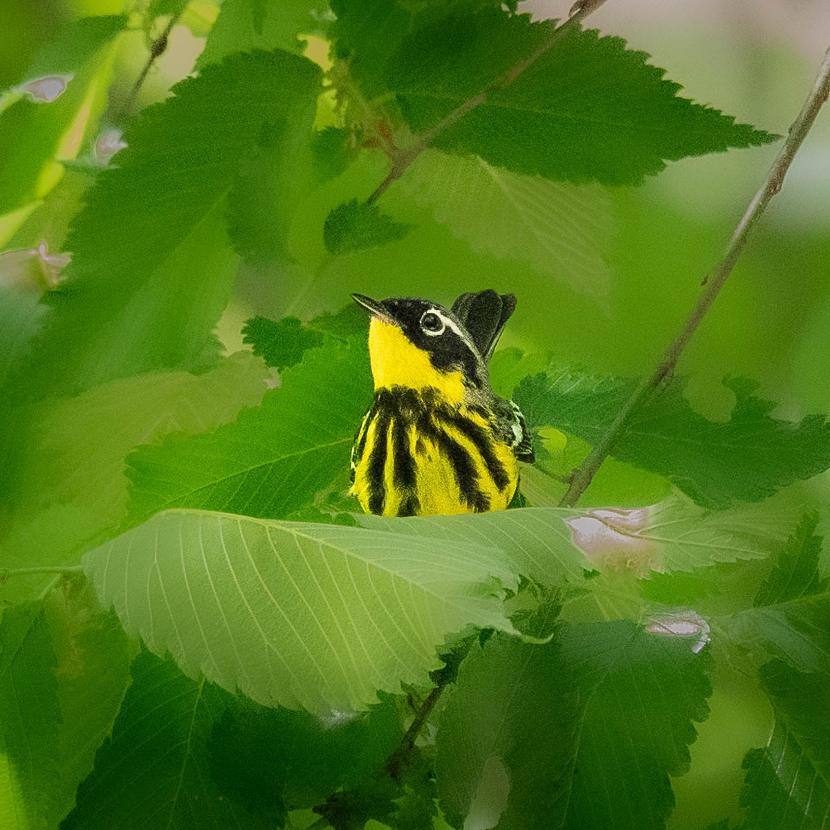 Magnolia Warbler - ada bar