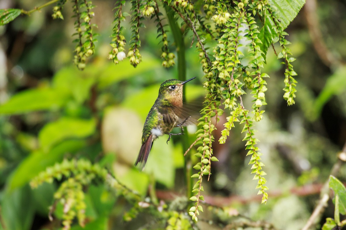 Tyrian Metaltail - Olga Cuartas Pescador