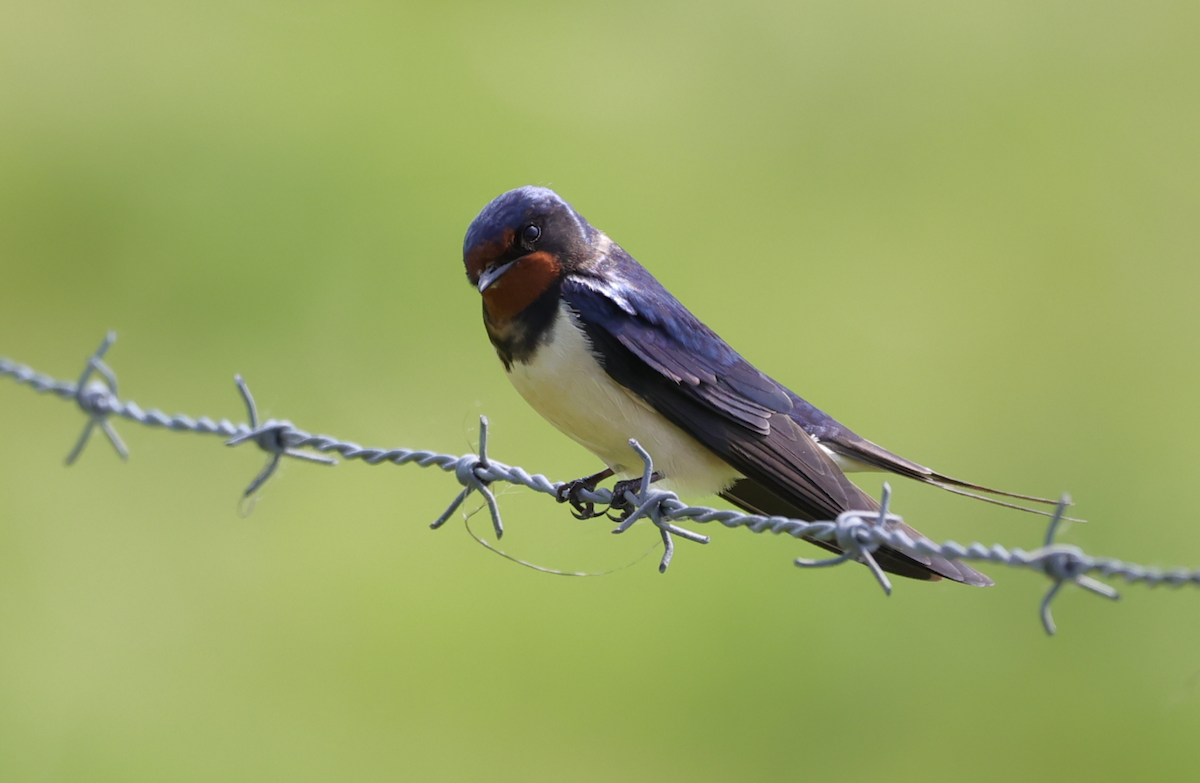 Barn Swallow - ML618888144