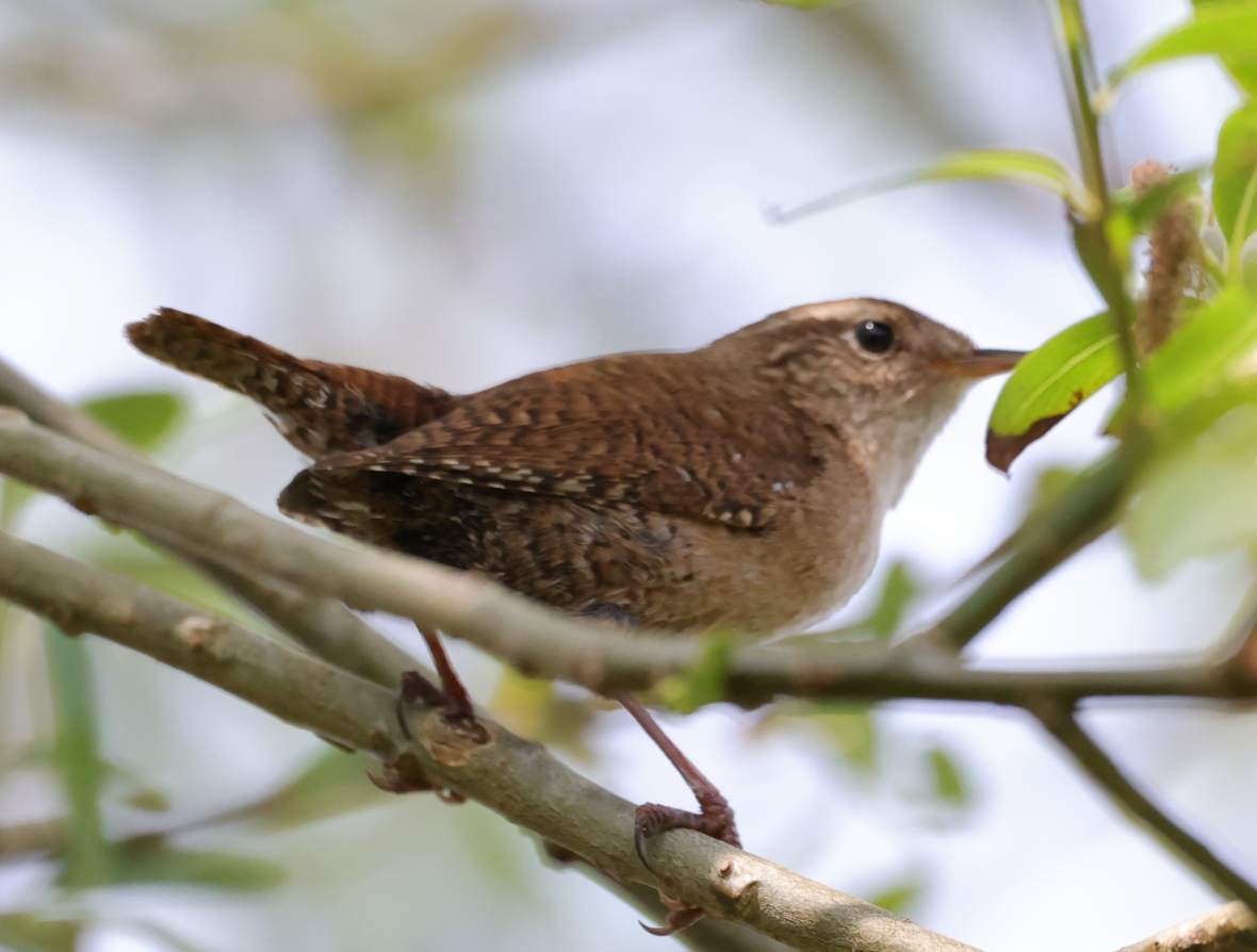 Eurasian Wren - ML618888155