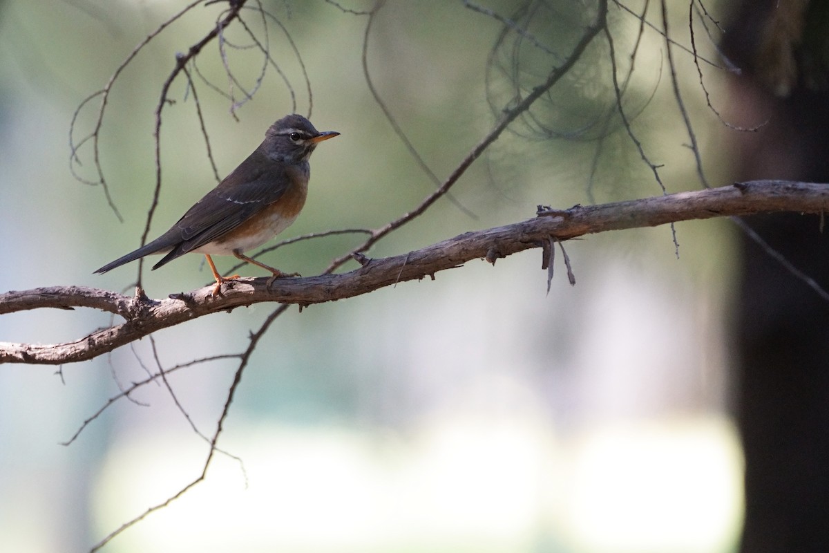 Eyebrowed Thrush - ML618888158