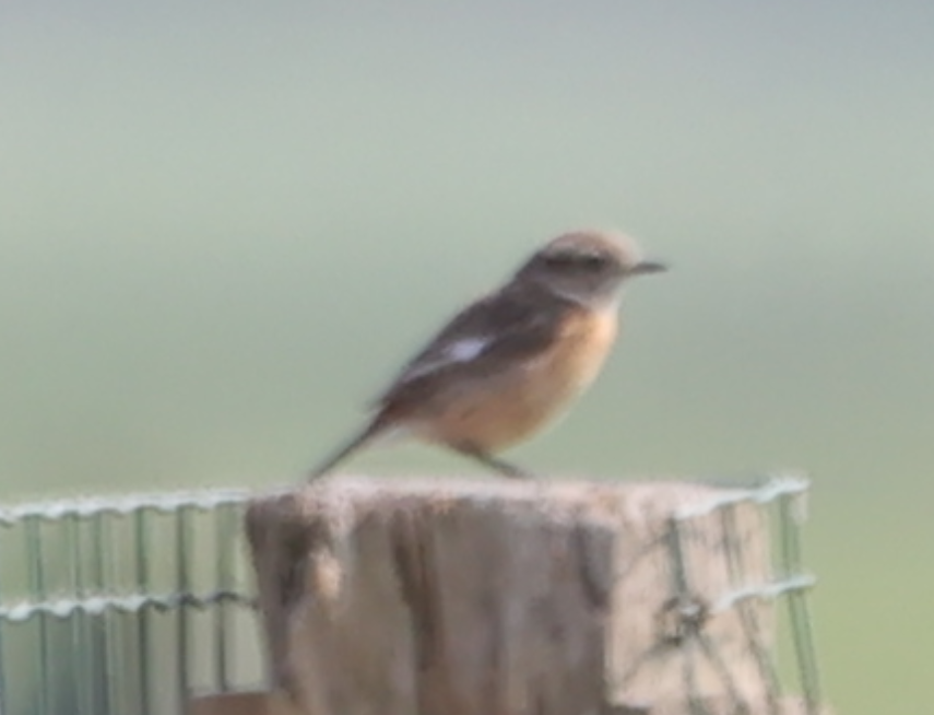 European Stonechat - ML618888163