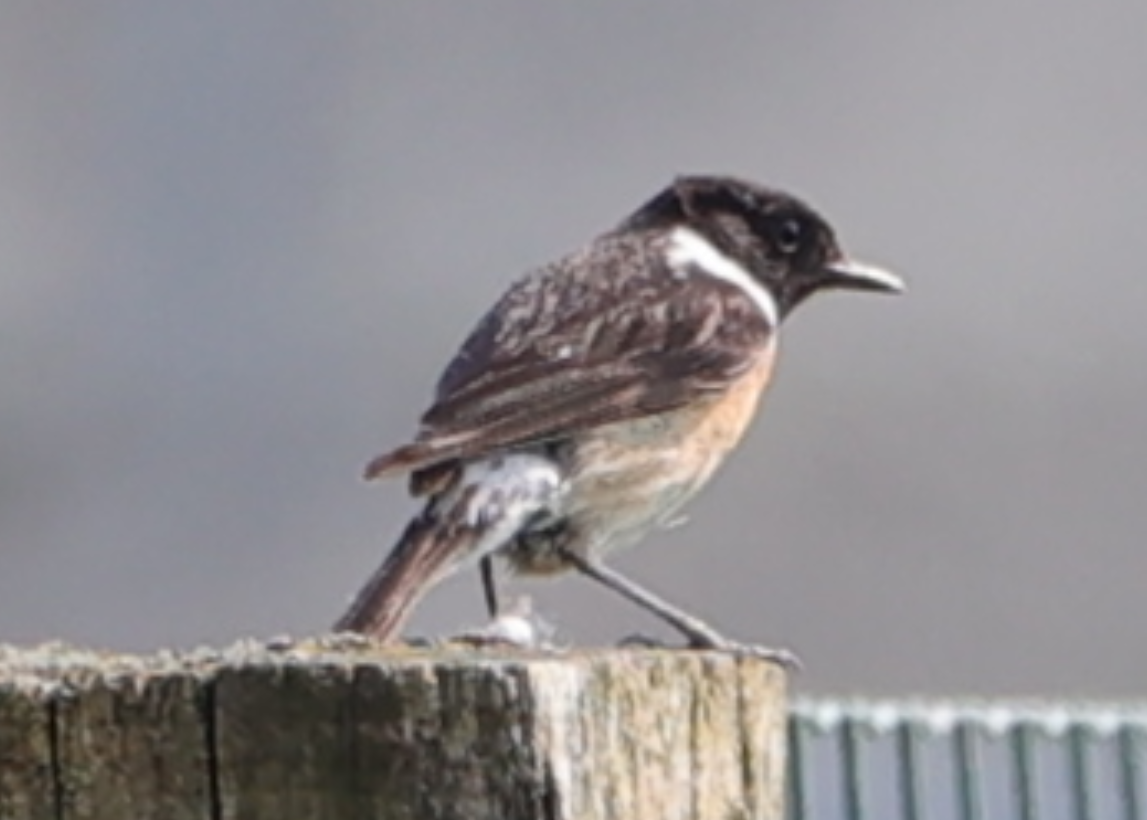 European Stonechat - ML618888164